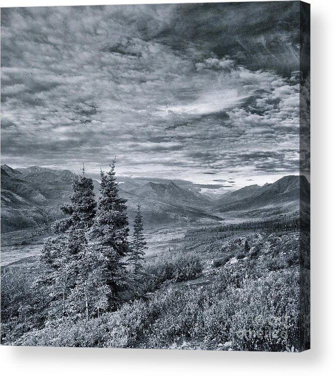 Tree Acrylic Print featuring the photograph Land Shapes 18 by Priska Wettstein