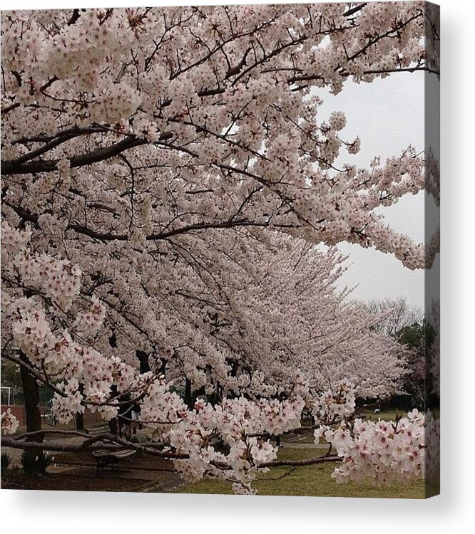 Japan Acrylic Print featuring the photograph #landscape#japan#cherryblossom by Tokyo Sanpopo