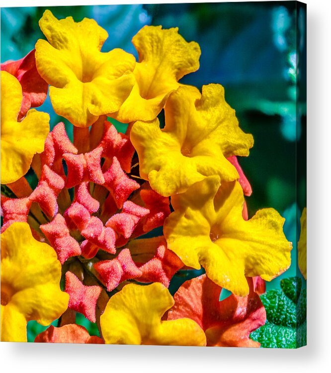 Flower Acrylic Print featuring the photograph Lantana camara by Rob Sellers