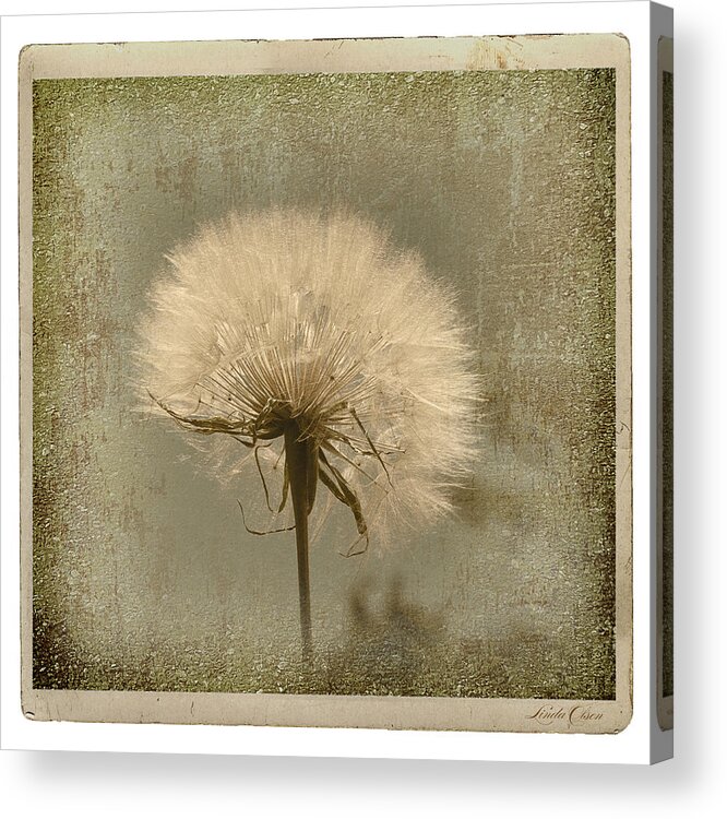 Flower Acrylic Print featuring the photograph Large Dandelion by Linda Olsen