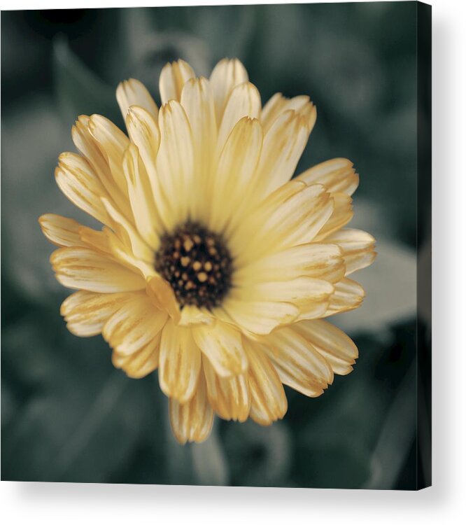 Matt Matekovic Acrylic Print featuring the photograph Late Bloomer by Photographic Arts And Design Studio