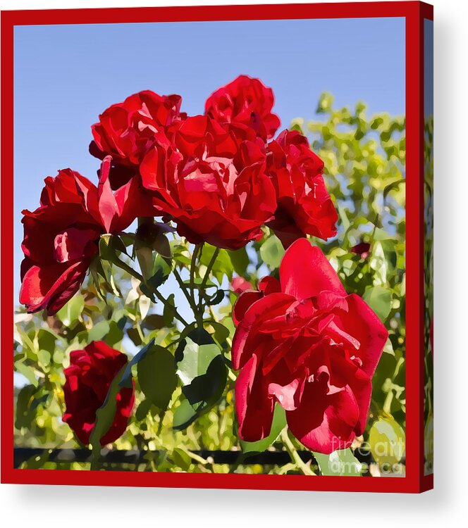 Red Acrylic Print featuring the photograph Late Summer Roses - Vibrant by Maria Janicki