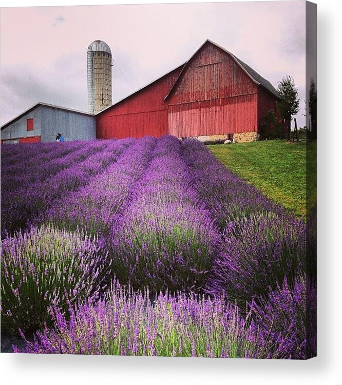 Landscape Acrylic Print featuring the photograph Lavender Farm Landscape by Christy Beckwith
