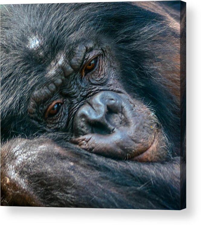 Africa Acrylic Print featuring the photograph Lazy Daze by Brian Stevens