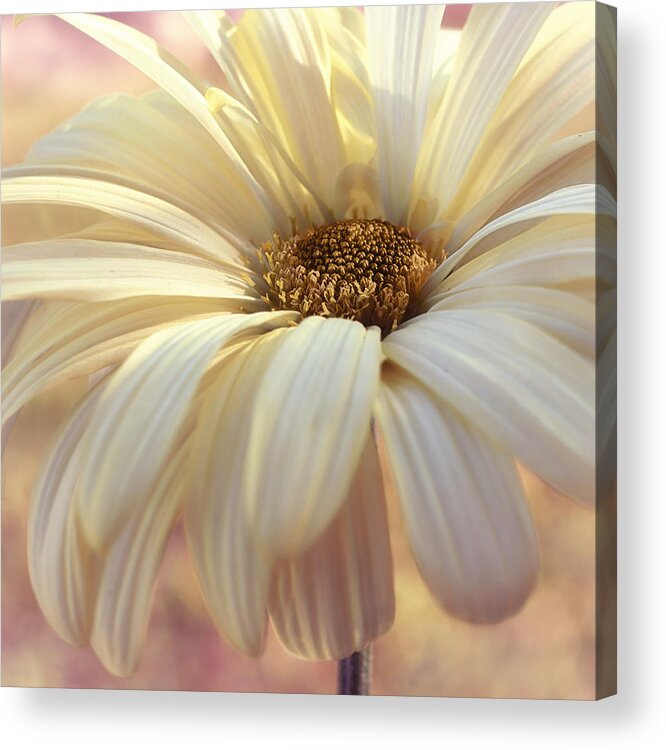 Floral Acrylic Print featuring the photograph Lemon Fizz by Darlene Kwiatkowski
