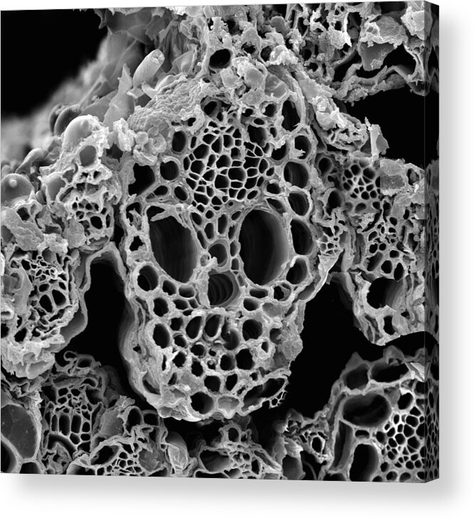 Microscope Acrylic Print featuring the photograph Lemongrass Cross Section, Sem by Sheri Neva