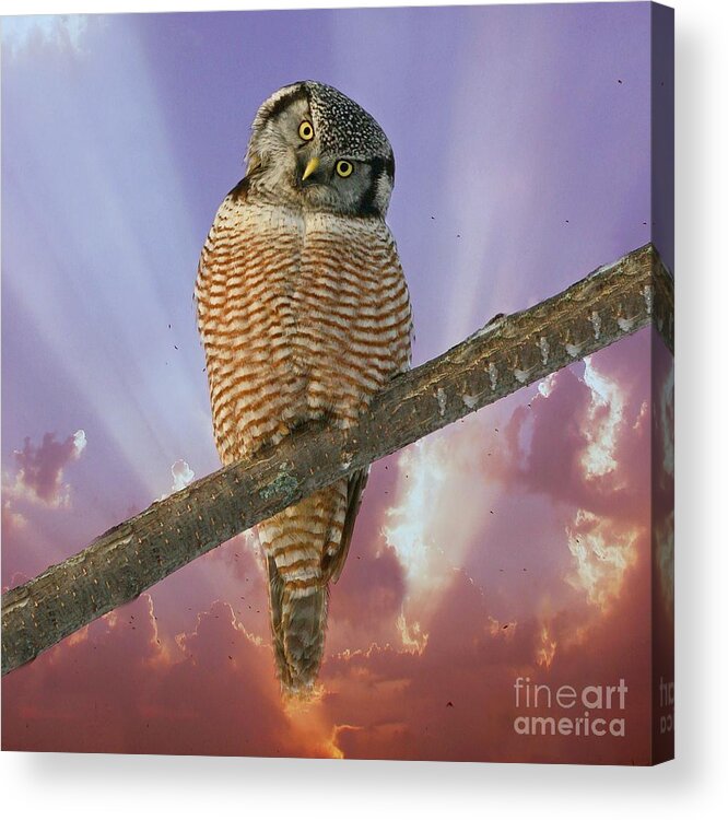 Hawk Owl Acrylic Print featuring the photograph Lest ye be judged by Heather King