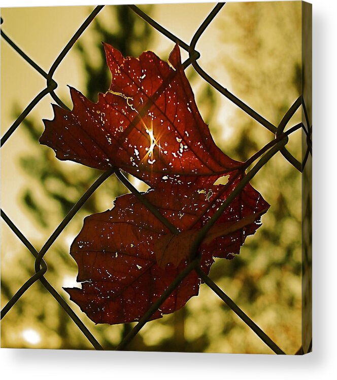 Dried Leaf Acrylic Print featuring the photograph Light Leaf Links by Rona Black