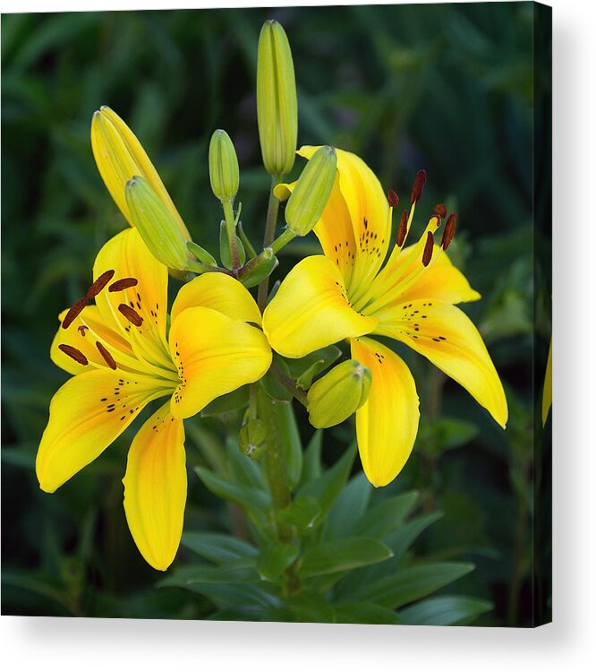 Lily Acrylic Print featuring the photograph Lillies in Yellow Close-up by Leda Robertson