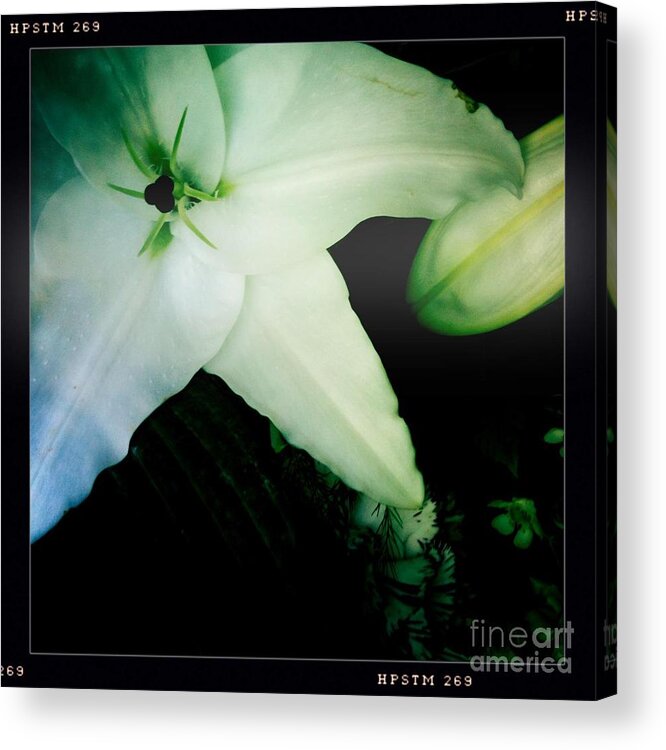 Lily Acrylic Print featuring the photograph Lily by Denise Railey