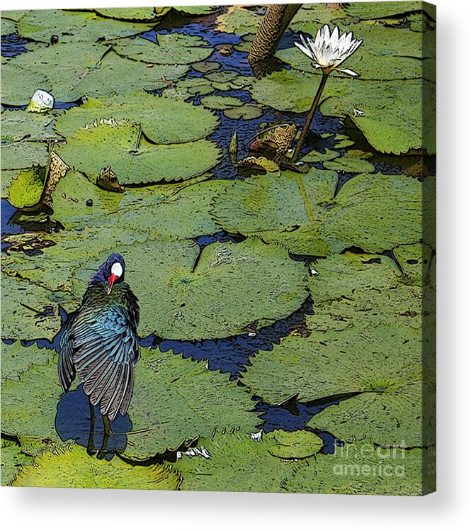 #lily #exoticbird #puntacana #dominicanrepublic #nature Acrylic Print featuring the digital art Lily Pad with Bird2 by Jacquelinemari