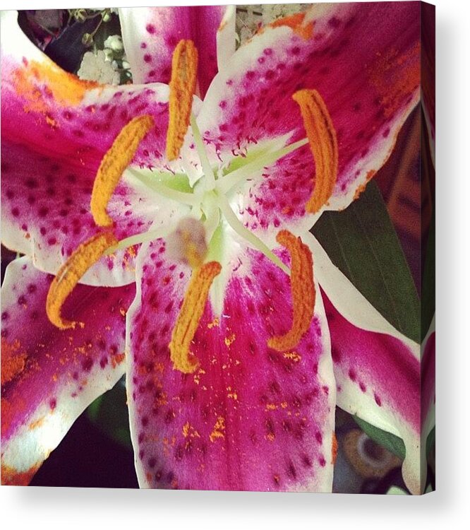 Pink Acrylic Print featuring the photograph #lily #pinklily #flower #bloom #pink by Amber Campanaro