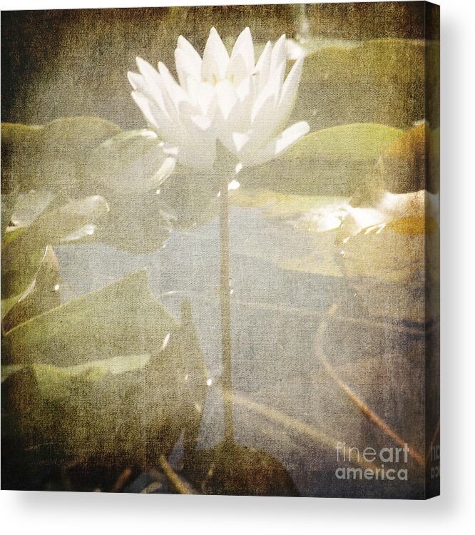 Lily Acrylic Print featuring the photograph Lily Reflections by Sharon Elliott