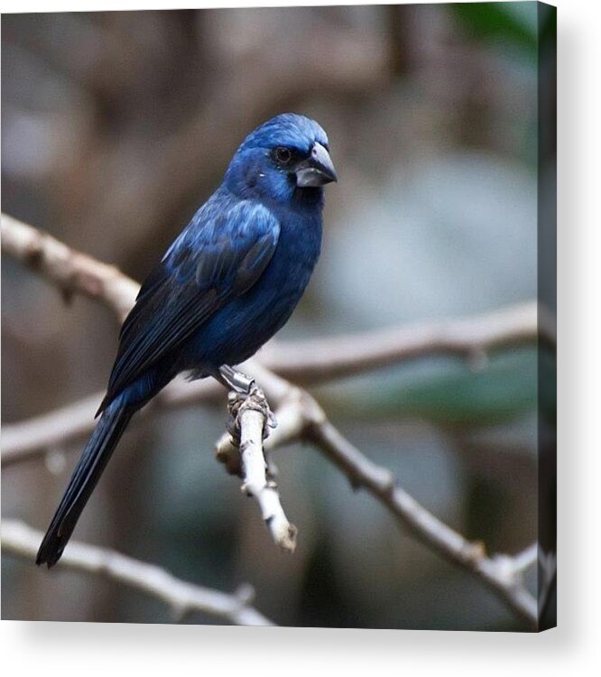  Acrylic Print featuring the photograph Little Blue by Christine Cherry
