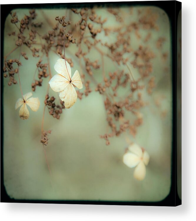Gary Heller Acrylic Print featuring the photograph Little White flowers - Floral - The little things in Life by Gary Heller