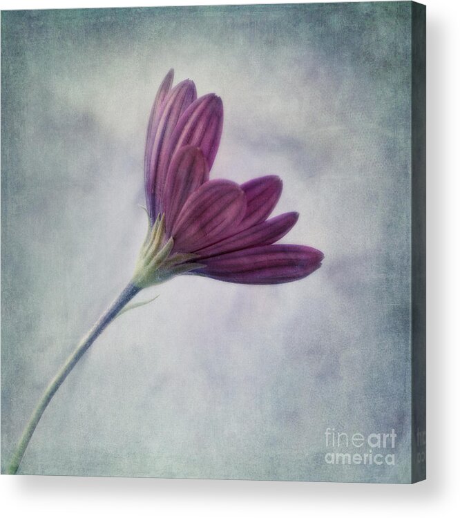 Daisy Acrylic Print featuring the photograph Looking For You by Priska Wettstein