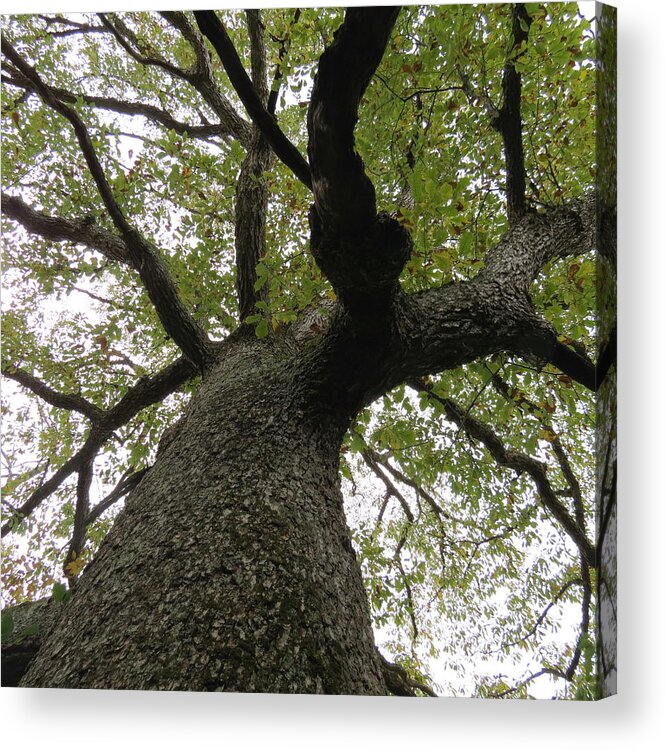 Tree Acrylic Print featuring the photograph Looking Up a Tree by Eric Switzer