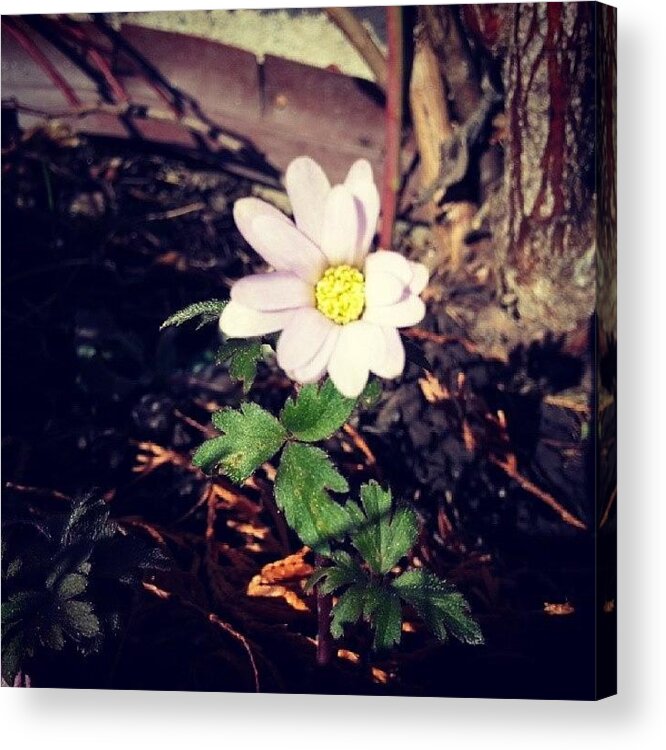 Love Acrylic Print featuring the photograph #love #garden #instamood #instagood by Jill Lund