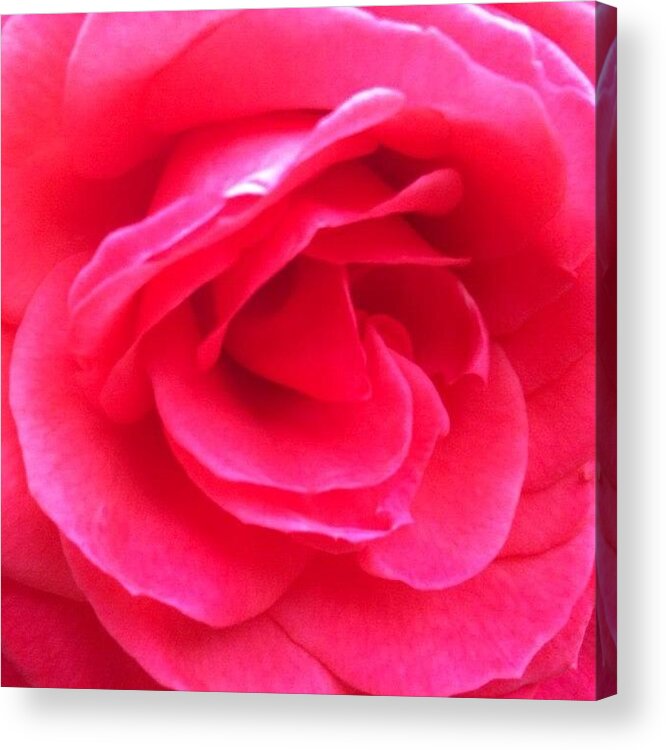 Love Acrylic Print featuring the photograph Love In Full Bloom - Anniversary Rose by Anna Porter