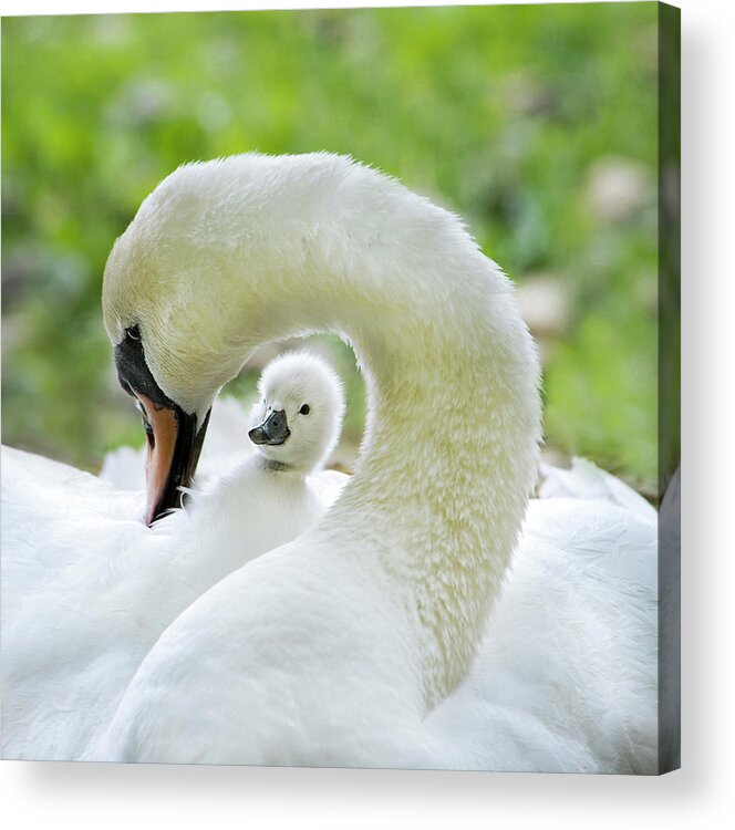 Swan Acrylic Print featuring the photograph Love Surrounds by Jacky Parker