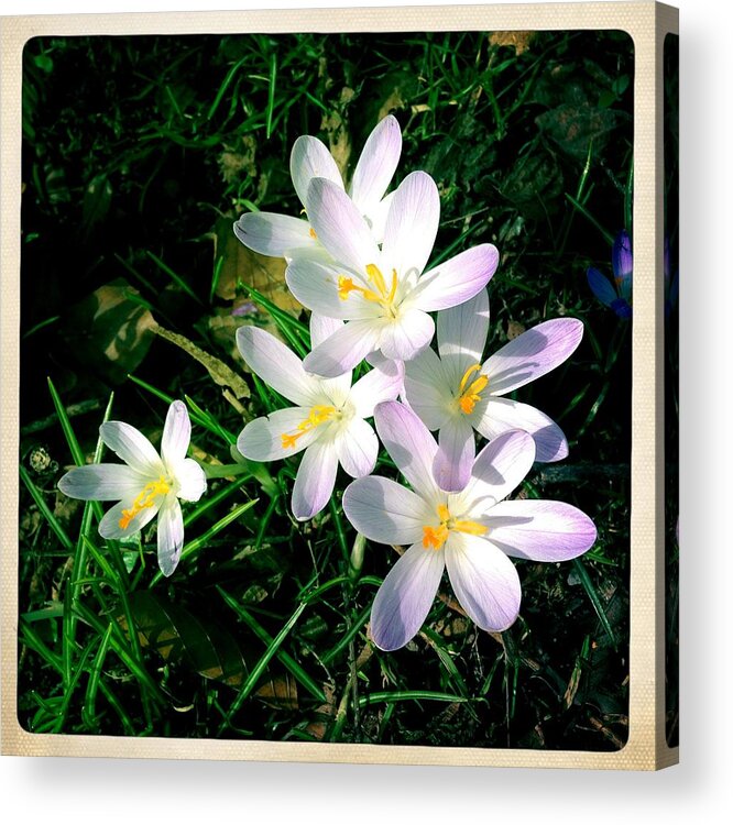 Flowers Acrylic Print featuring the photograph Lovely flowers in spring by Matthias Hauser