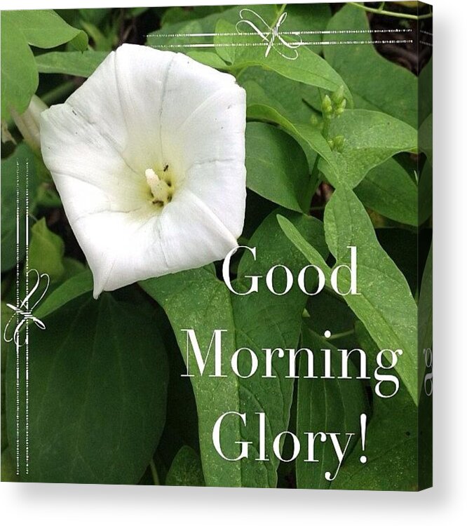 Summer Acrylic Print featuring the photograph Lovely #morningglory #blooming Today by Teresa Mucha
