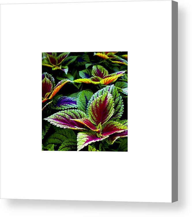 Plant Acrylic Print featuring the photograph Lush_09.29.12 by Paul Hasara