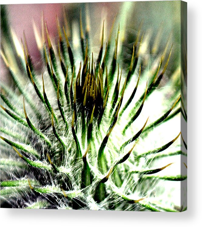 Beautiful Acrylic Print featuring the photograph Macro Thistle by Jason Roust
