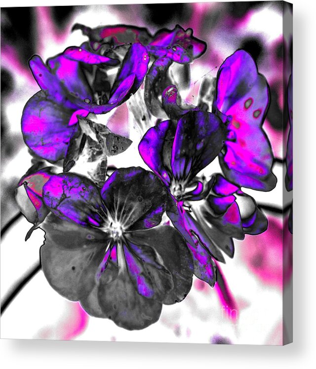 Magenta Acrylic Print featuring the photograph Magenta Madness by Denise Tomasura