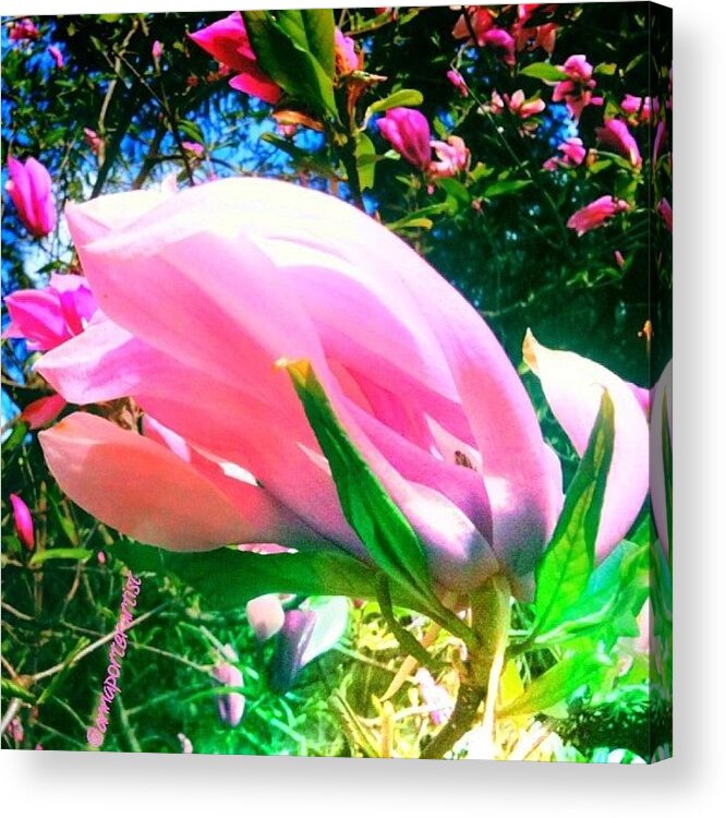 Flowers Acrylic Print featuring the photograph Magnolia Blossom From My Garden - Hdr by Anna Porter