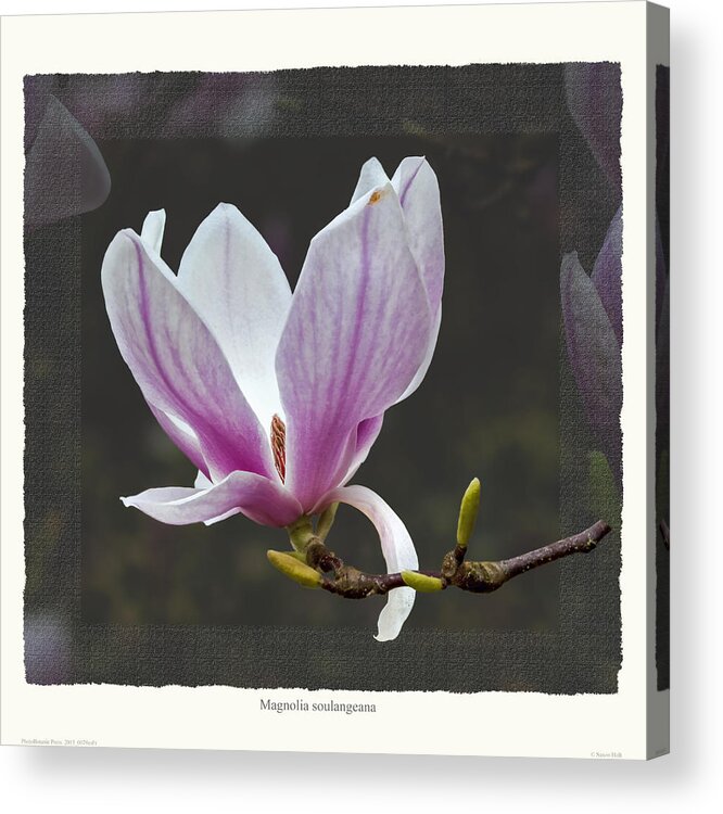 Spring Acrylic Print featuring the photograph Magnolia soulangeana flower by Saxon Holt