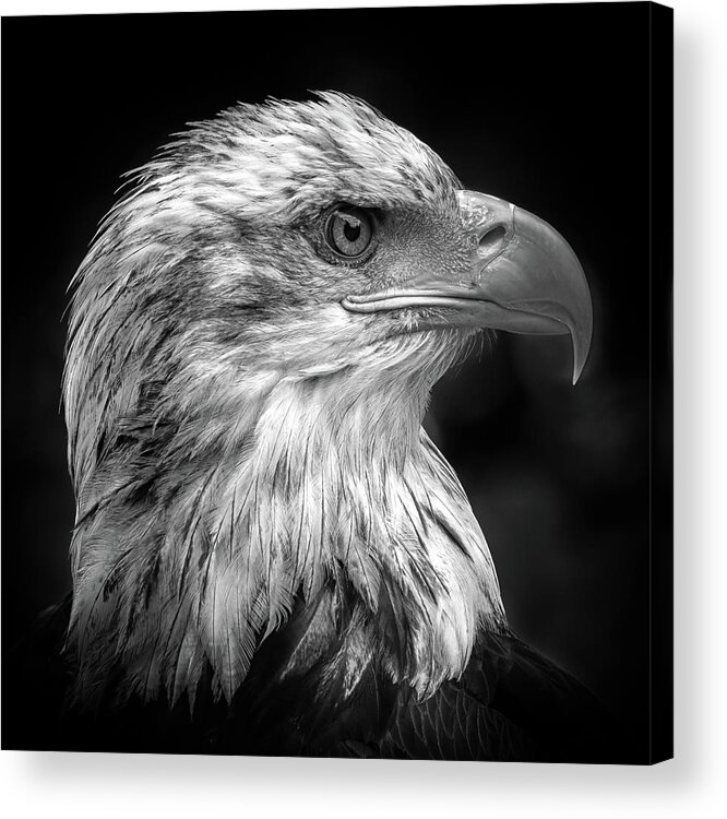 Eagle Acrylic Print featuring the photograph Majestic by Peter Pfeiffer
