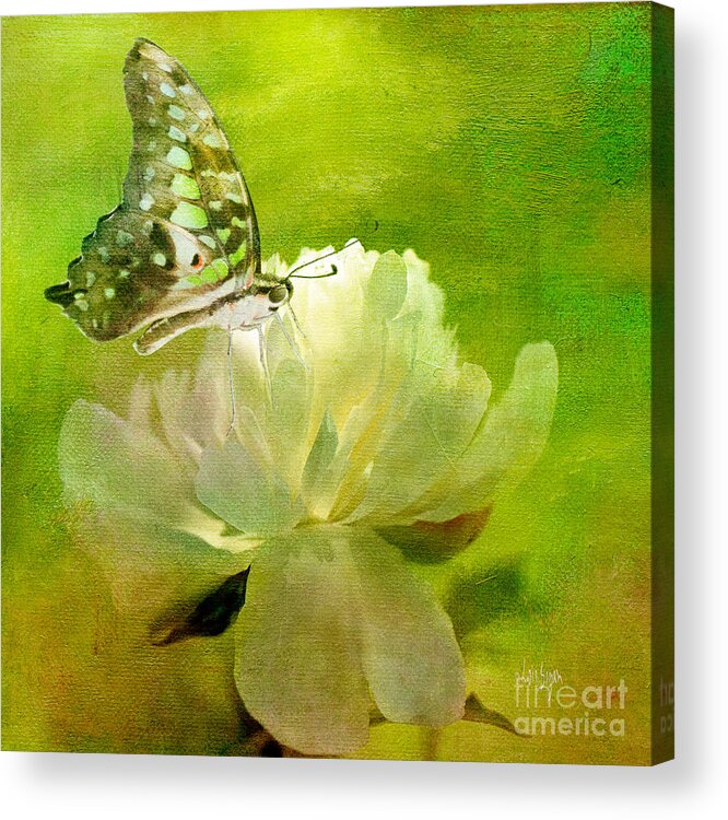Butterfly Acrylic Print featuring the photograph Malachite on Peony by Lois Bryan