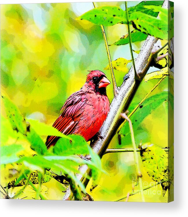 Male Cardinal Acrylic Print featuring the photograph Male Cardinal - Artsy by Kerri Farley
