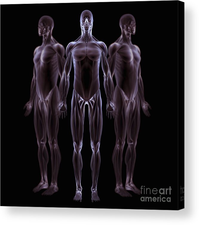 Muscles Acrylic Print featuring the photograph Male Musculature by Science Picture Co