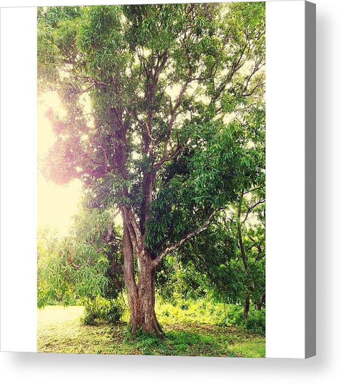  Acrylic Print featuring the photograph Mango Tree, Home To Several Howler by Alex Hill