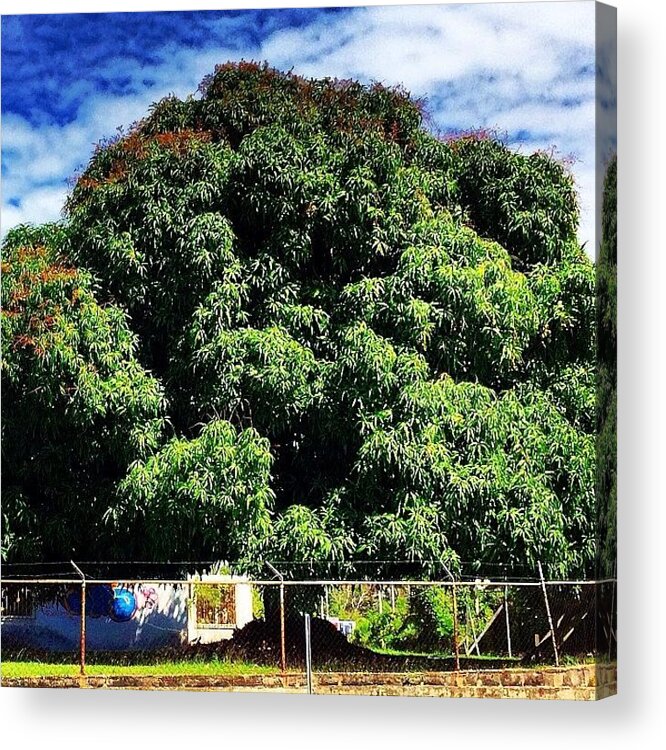 Mango Acrylic Print featuring the photograph #mango #tree by Ivan Belvis