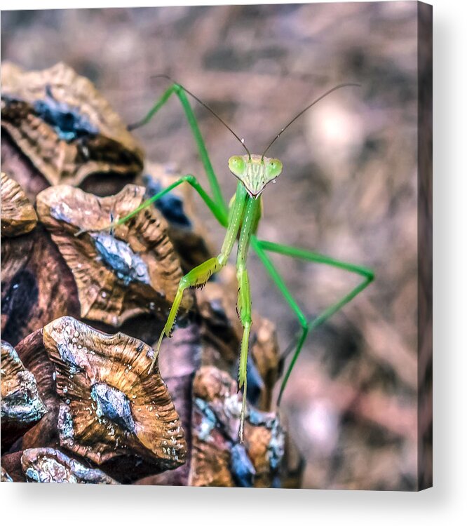 Animal Acrylic Print featuring the photograph Mantis On A Pine Cone by Traveler's Pics