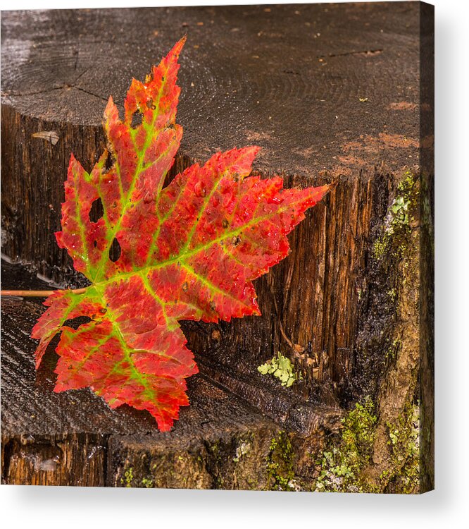 Still Life Acrylic Print featuring the photograph Maple Leaf On Oak Stump by Paul Freidlund