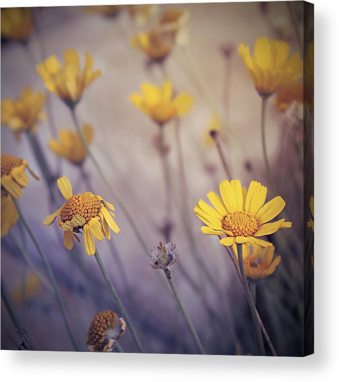 Four-nerve Daisies Acrylic Print featuring the photograph May Daze by Trish Mistric