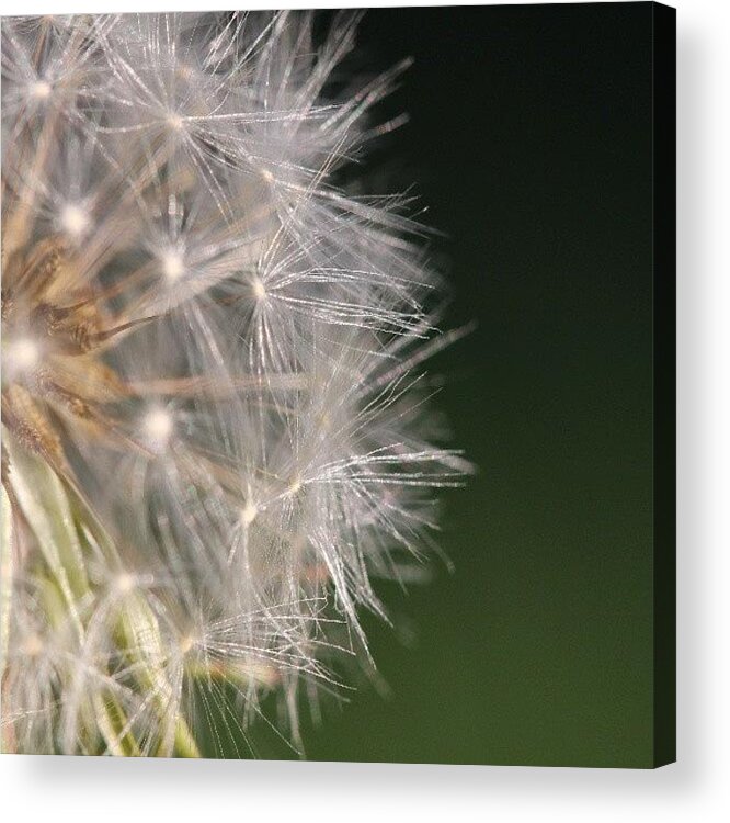  Acrylic Print featuring the photograph Maybe I Should Have Gave This Dandelion by Saul Jesse Beas