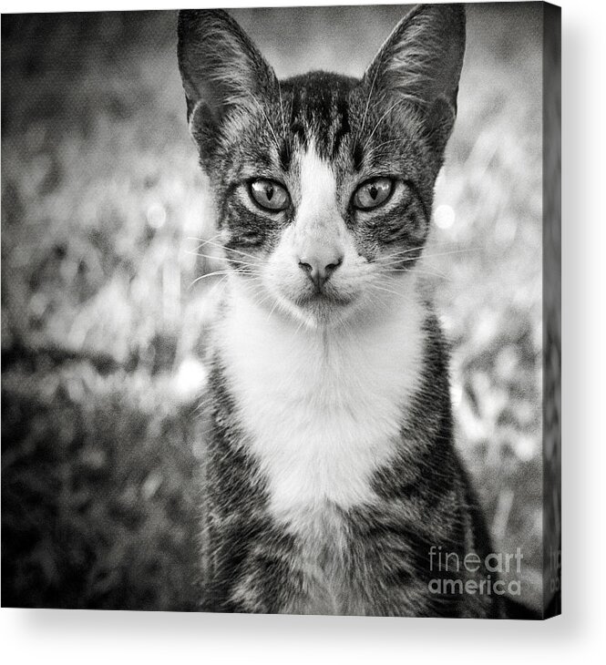 Cat Acrylic Print featuring the photograph Meet George by Karen Lewis