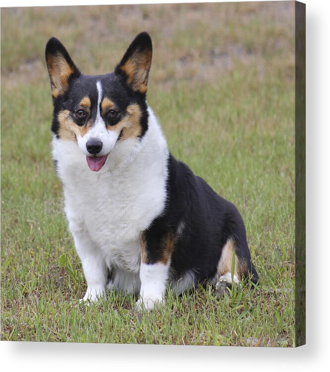 Dog Acrylic Print featuring the photograph Meet Trixie by Mike McGlothlen