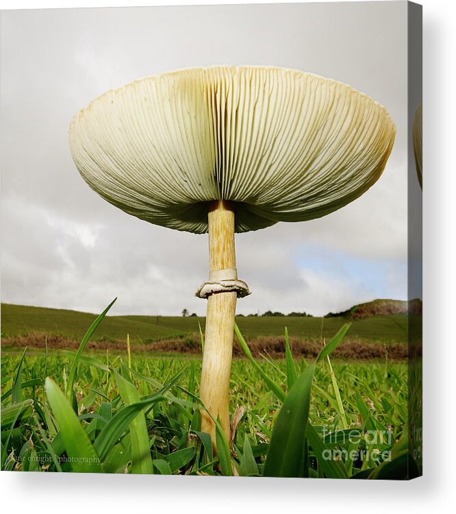 Mushroom Acrylic Print featuring the photograph Mega Mushroom IV by Diane Enright