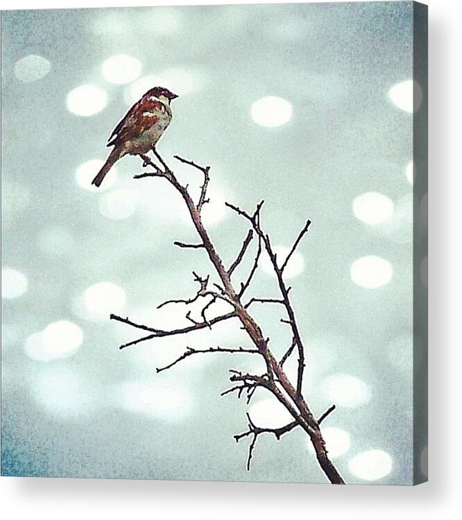 Life Acrylic Print featuring the photograph #mgmarts #bird #nature #life #bestpic by Marianna Mills