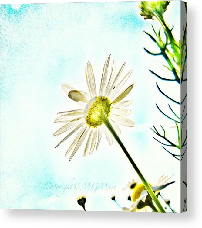 Mgmarts Acrylic Print featuring the photograph #mgmarts #daisy #flower #morning by Marianna Mills