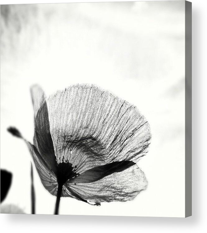 Summer Acrylic Print featuring the photograph #mgmarts #poppy #summer #spring #sunny by Marianna Mills