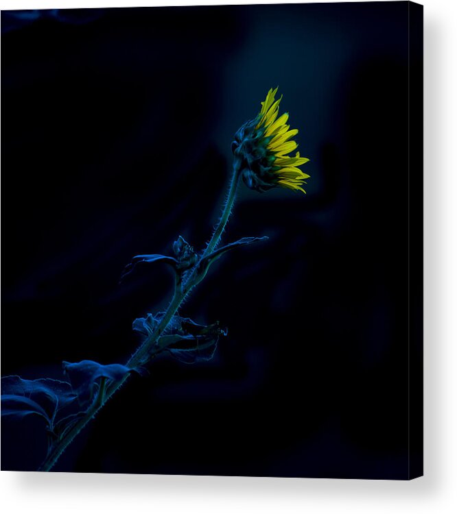 Sunflower Acrylic Print featuring the photograph Midnight Sunflower by Darryl Dalton