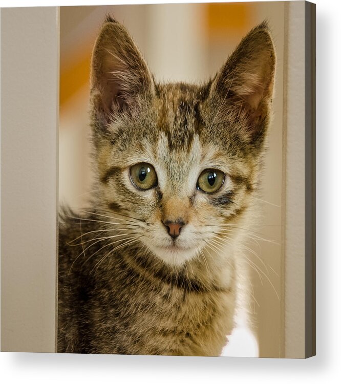 Kitten Acrylic Print featuring the photograph Mika Smiles by Janis Knight