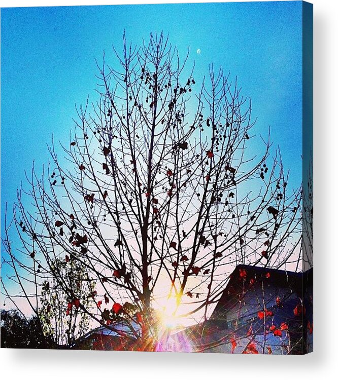 Beautiful Acrylic Print featuring the photograph Mini Sun Flare. Tree Almost Bare by Caseofinstagram 